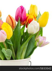 bunch of fresh multicolored tulip flowers in white pot close up isolated on white background
