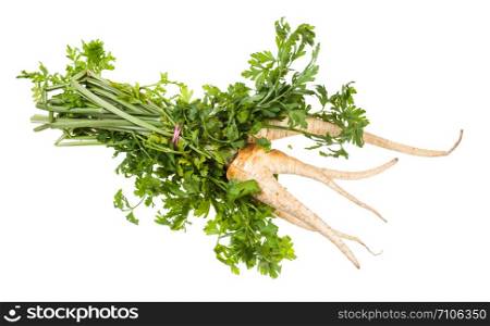 bunch of fresh organic garden parsley with roots and greens isolated on white background