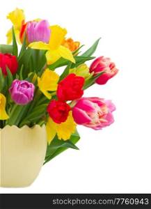 bunch of fresh pink, purple and red  tulips and daffodils in pot  isolated on white background. bouquet of   tulips and daffodils