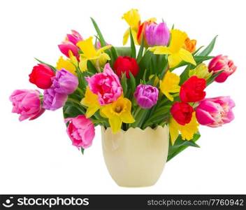 bunch of fresh pink, purple and red  tulips and daffodils   isolated on white background. bouquet of   tulips and daffodils