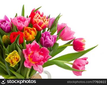 bunch of fresh pink, purple and red  tulips  close up isolated on white background. bouquet of  pink, purple and red  tulips