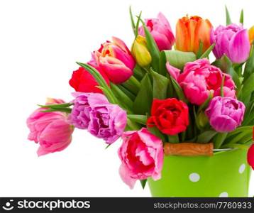 bunch of fresh pink, purple and red  tulips  in green pot close up  isolated on white background. bouquet of  pink, purple and red  tulips