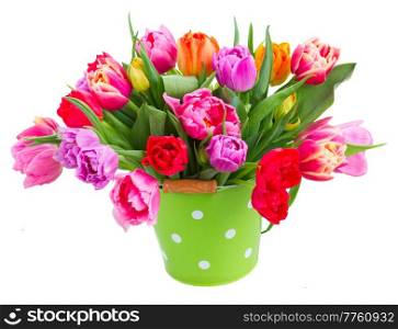 bunch of fresh pink, purple and red tulips in green pot isolated on white background. bouquet of pink, purple and red tulips