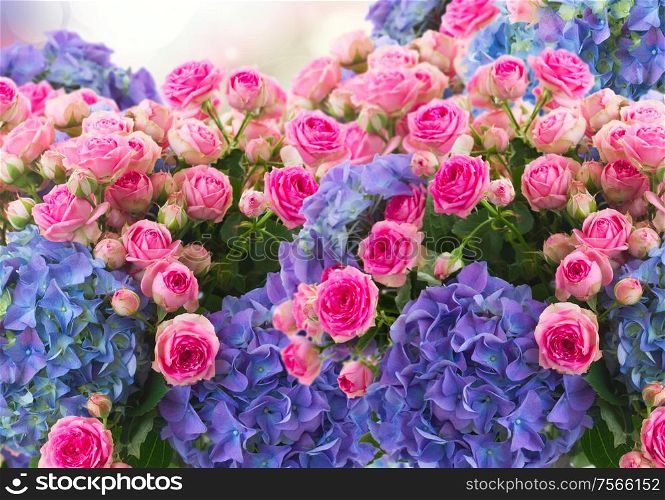 bunch of fresh pink roses and blue hortenzia flowers on blue sky background