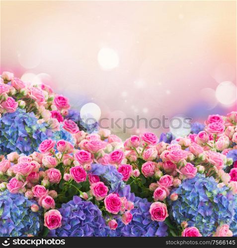 bunch of fresh pink roses and blue hortenzia flowers over pink fansy background, fantasy garden. bunch of roses and hortensia flowers