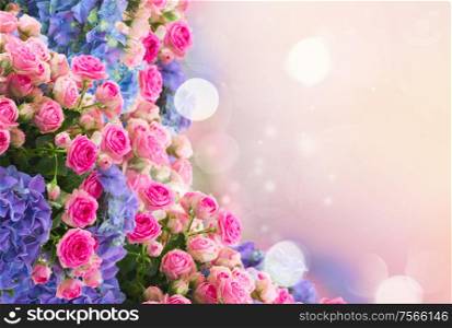 bunch of fresh pink roses and blue hortenzia flowers over pink fansy background, fantasy garden. bunch of roses and hortensia flowers