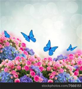 bunch of fresh pink roses and blue hortenzia flowers with butterflies on blue sky background