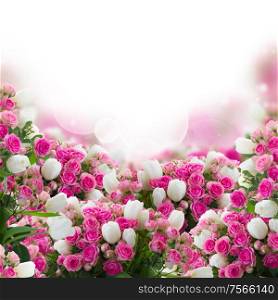 bunch of fresh pink roses and white tulips flowers border on white background. bunch of roses and tulips flowers