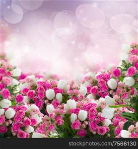 bunch of fresh pink roses and white tulips flowers on bokeh background. bunch of roses and tulips flowers