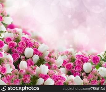 bunch of fresh pink roses and white tulips flowers on bokeh background. bunch of roses and tulips flowers