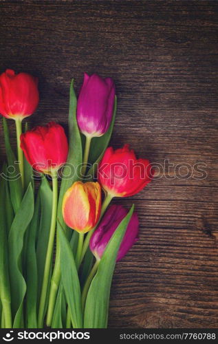 bunch of fresh purple and red tulips on wooden background, retro toned. bouquet of purple and red  tulips