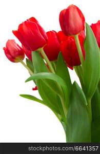 bunch of fresh red tulip flowers isolated on white background. fresh red tulip flowers