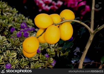 Bunch of fresh ripe lemons on a lemon tree branch in garden. Bunch of fresh ripe lemons on a lemon tree in garden