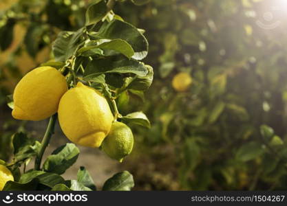 Bunch of fresh ripe lemons on a lemon tree branch in sunny garden. Bunch of fresh ripe lemons on a lemon tree branch in sunny garden.