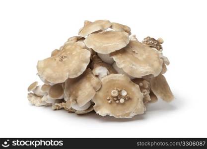 Bunch of fresh Shimeji mushrooms