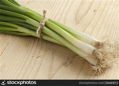 Bunch of fresh spring onions