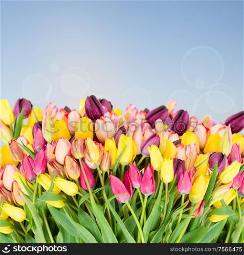 Bunch of fresh spring tulips flowers close up isolated on white background. Bunch of fresh tulips flowers close up