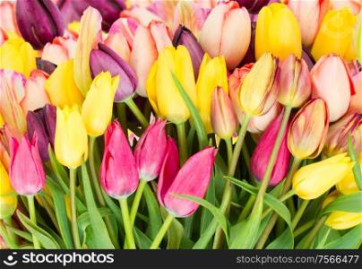 Bunch of fresh spring tulips flowers close up isolated on white background. Bunch of fresh tulips flowers close up