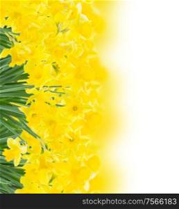 bunch of fresh spring yellow daffodils isolated on white background. spring fresh narcissus