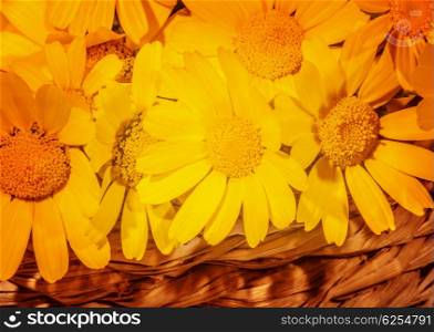 Bunch of fresh spring yellow daisy flowers in sunny day, warm summertime season, orange floral background