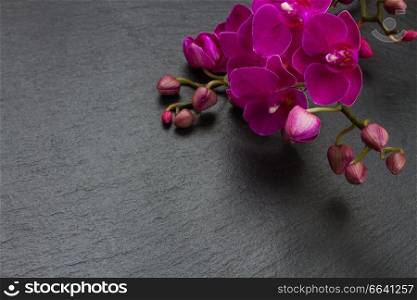Bunch of fresh  violet orchid flowers  on  black background. Bunch of violet orchids 