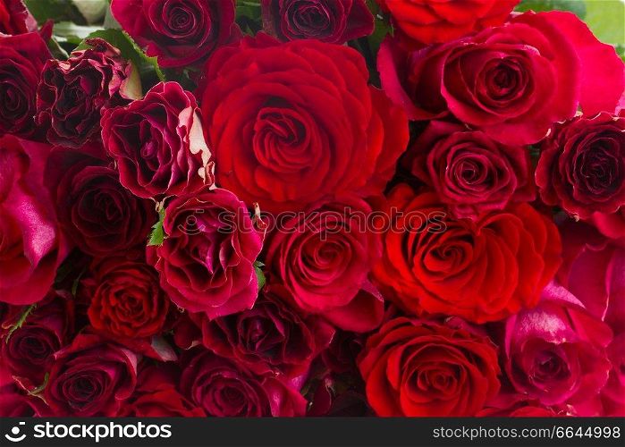 bunch  of fresh vivd red roses background. pile of red roses