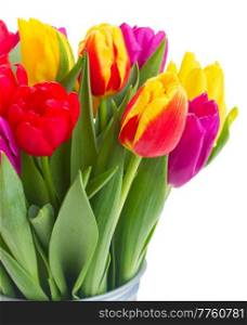 bunch of fresh yellow, purple and red  tulip flowers close up isolated on white background. bouquet of  yellow, purple and red  tulips