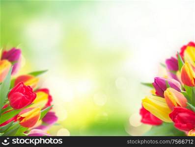 bunch of fresh yellow, purple and red tulips over green garden background with copy space. bouquet of yellow, purple and red tulips