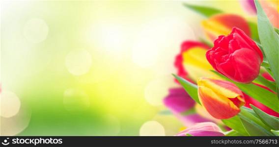 bunch of fresh yellow, purple and red tulips over green garden banner with copy space. bouquet of yellow, purple and red tulips