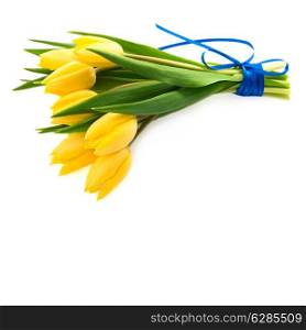 Bunch of fresh yellow tulips isolated on white background. bouquet of spring flowers