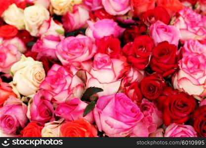 Bunch of freshly harvested roses