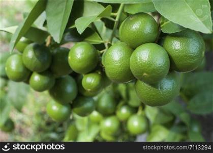 bunch of fruitful green lime on tree in garden