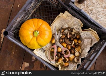 Bunch of garlic on a Big Pumpkin in an autumn country fair&#xA;