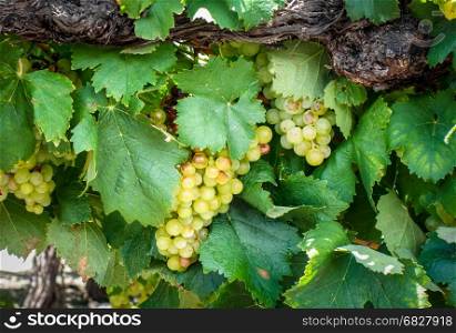 Bunch of grape in a vine. Close up view. Bunch of grape in a vine