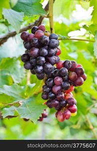 Bunch of grapes