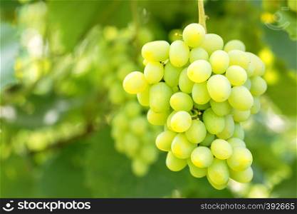 Bunch of grapes against a background of green foliage in summer. Bunch of grapes against a background of green foliage