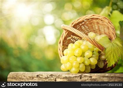 Bunch of grapes and vine leaf in basket on wooden table against green spring background
