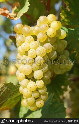 Bunch of grapes in the autumn, Moselle