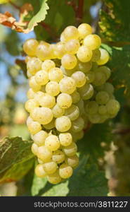 Bunch of grapes in the autumn, Moselle