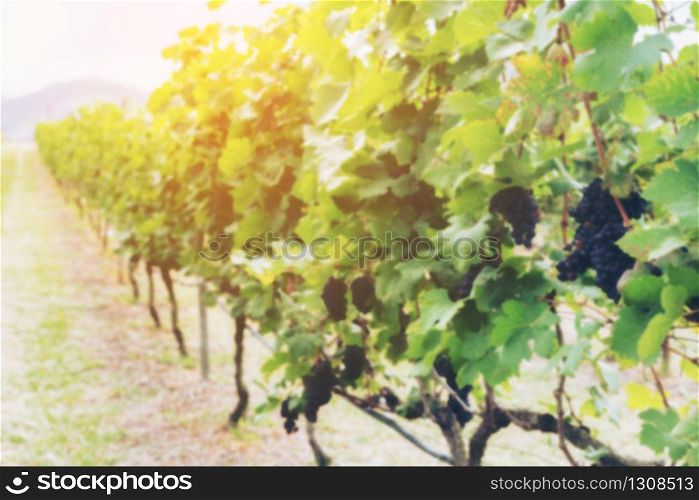 Bunch of grapes in the vineyards. Detail view of vineyard background with ripe grapes. Beautiful grapes ready for harvest in vineyard. Shallow depth of field.