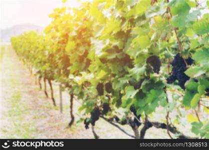 Bunch of grapes in the vineyards. Detail view of vineyard background with ripe grapes. Beautiful grapes ready for harvest in vineyard. Shallow depth of field.