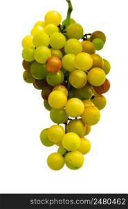 Bunch of grapes isolated on white background with clipping path. Bunch of grapes begin to change the color in summer season.