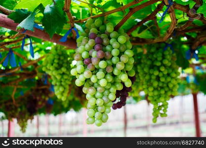 Bunch of grapes on a vine.