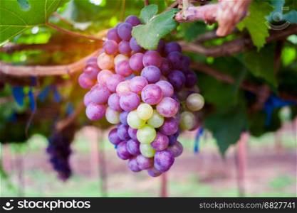 Bunch of grapes on a vine.