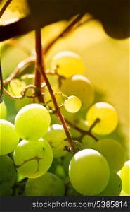 Bunch of grapes on backlight of evening glow