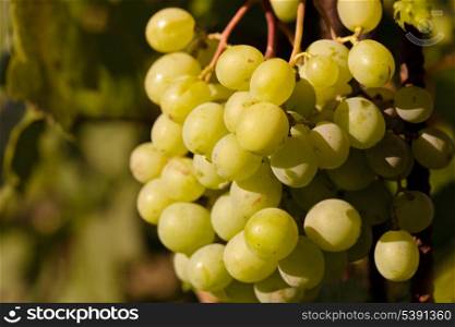 Bunch of grapes on backlight of evening glow