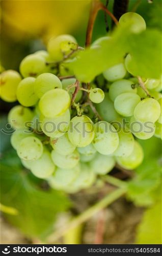 Bunch of grapes on the backlight of evening glow