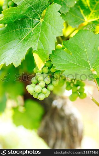 Bunch of grapes on the vine