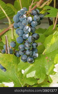 Bunch of grapes on the vine