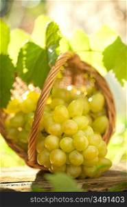 Bunch of grapes with vine leaves in basket on wooden table against sunny spring background